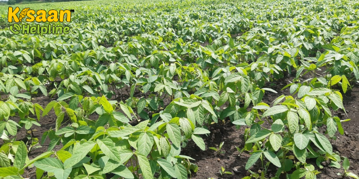 कृषि विज्ञान केंद्र द्वारा सोयाबीन की फसल में लगने वाले तना मक्खी और सफेद  लट प्रकोप से निपटने के लिए किसान भाईयों के लिए जारी की गई सलाह