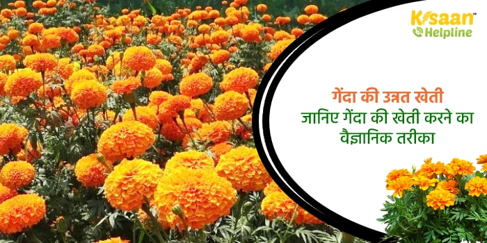 गेंदा की उन्नत खेती : जानिए गेंदा की खेती करने का वैज्ञानिक तरीका