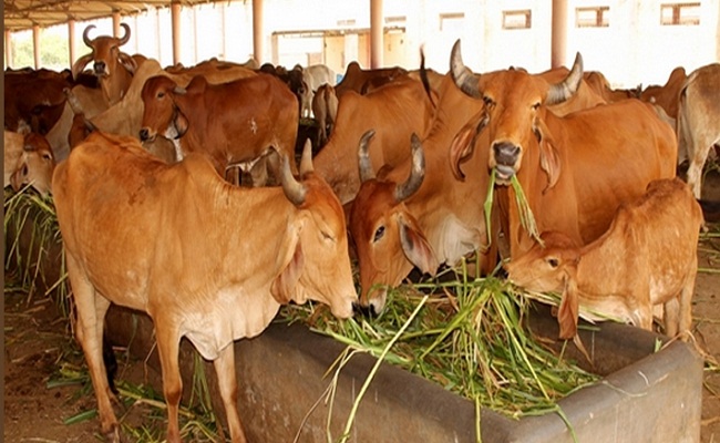 अगर आपके घर में गाय या भैंस है, तो ये जानकारी आपके लिए है