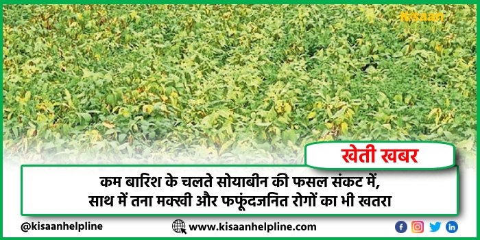 कम बारिश के चलते सोयाबीन की फसल संकट में, साथ में तना मक्खी और फफूंदजनित रोगों का भी खतरा 