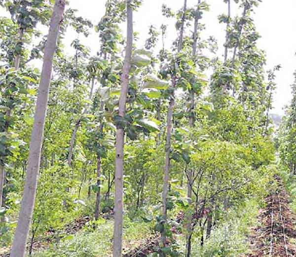 Sandalwood Tree- 5-6 हजार रुपए किलो बिकती है यह लकड़ी सांप भी लिपटे दे जाते हैं दिखाई