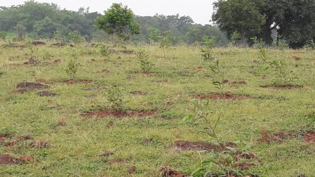 क्या है कृषि - वानिकी और इस पद्धति से लाभ