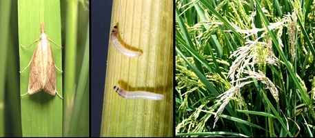 धान के तना छेदक कीट के नियंत्रण के लिए करे ये उपाय