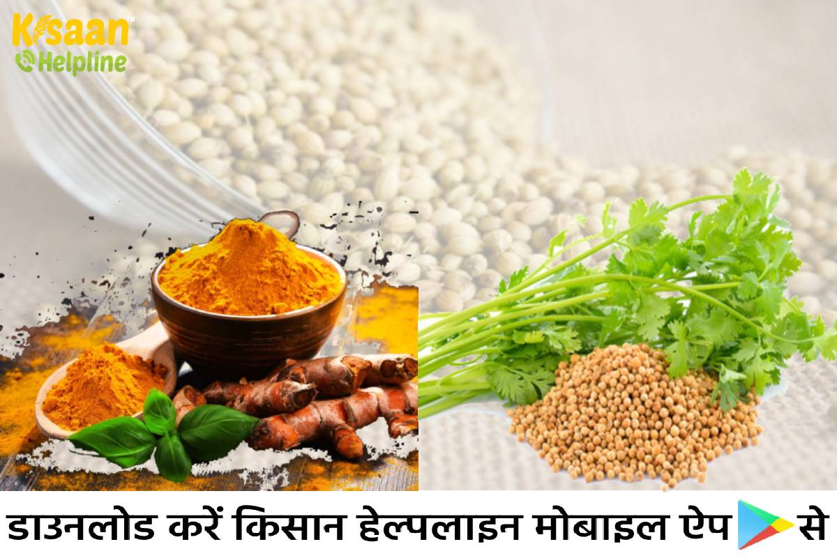 हल्दी और धनिया की नई प्रजाति विकसित की कृषि महाविद्यालय एवं अनुसंधान केन्द्र रायगढ़ के वैज्ञानिकों ने