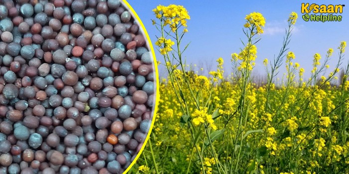 सरसों की व्यावसायिक खेती, जानिए सरसों की उन्नत खेती का तरीका
