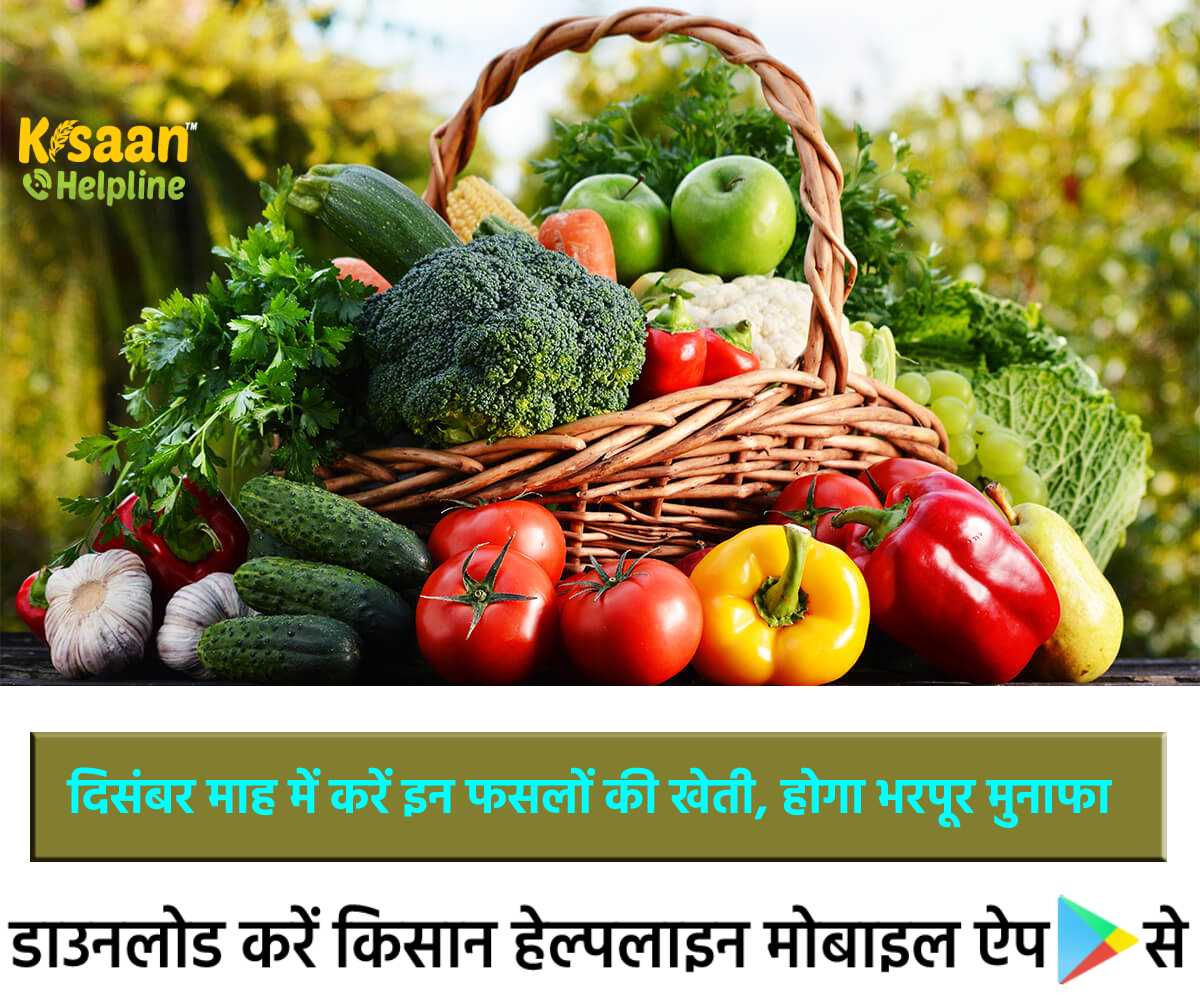 Vegetable Farming: सब्जियों की खेती कर कमा सकते है अच्छा मुनाफा, जानिए दिसंबर माह में की जाने साग-सब्जियों की खेती के बारे में