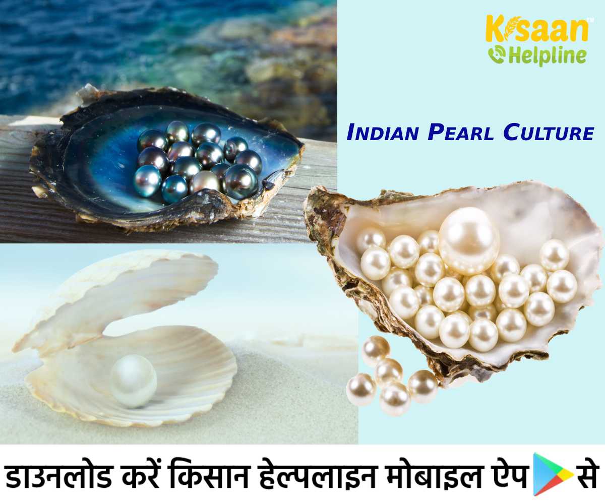 Pearl Culture Farming: किसानों के लिए मोती की खेती बन सकती है कमाई का साधन, जानिए मोती की खेती और प्रशिक्षण के बारे में