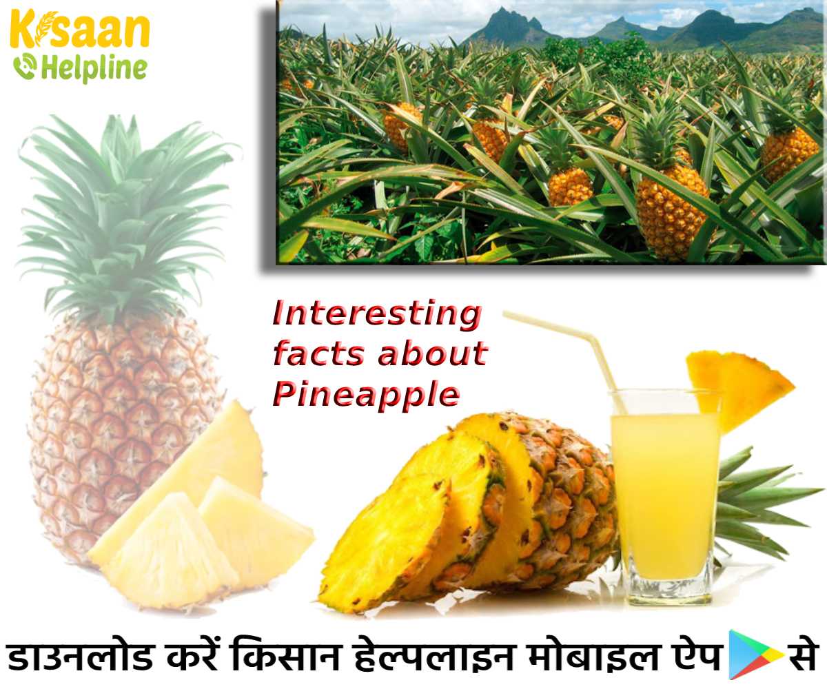रोचक तथ्य: जानिए अनानास (Pineapple) से जुड़े हैरान कर देने वाले रोचक तथ्यों के बारे में