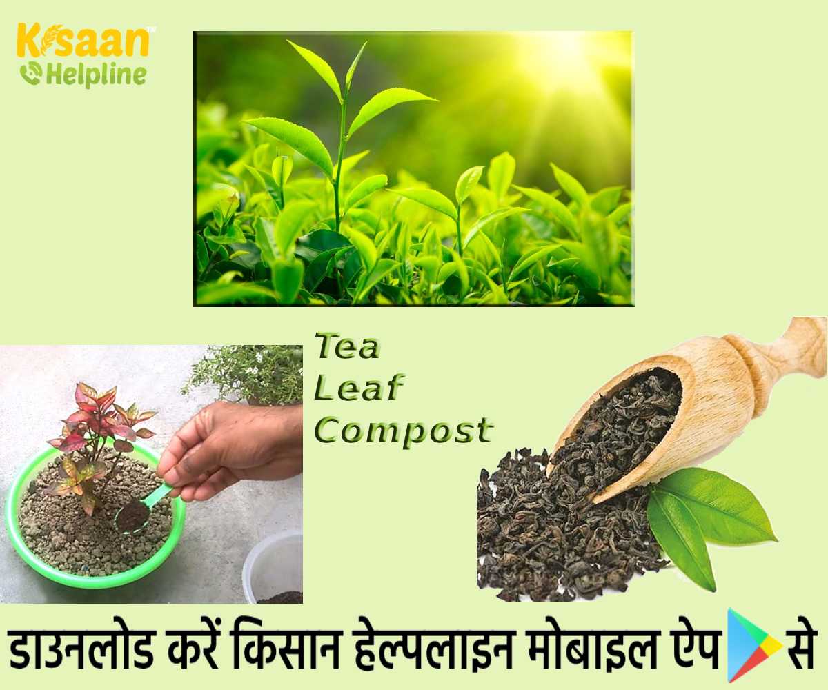 चाय की पत्ती की खाद: उपयोग की हुई चायपत्ती से बनाएं बेहतरीन जैविक खाद, हरा-भरा होगा गार्डन