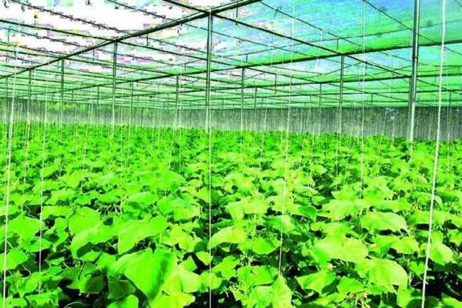 नियंत्रित तापमान में रहकर कर सकते हैं, शेड नेट खेती