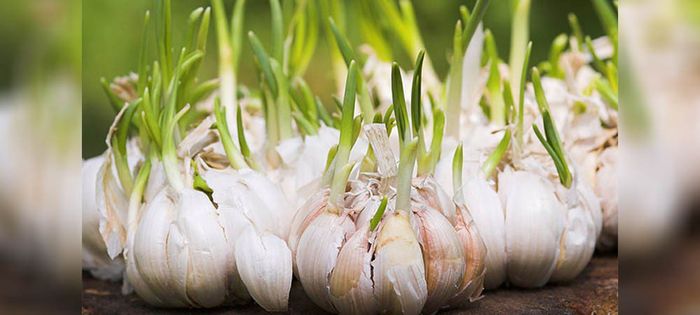 लहसुन की खेती कैसे करें और अच्छा उत्पादन कैसे पाये