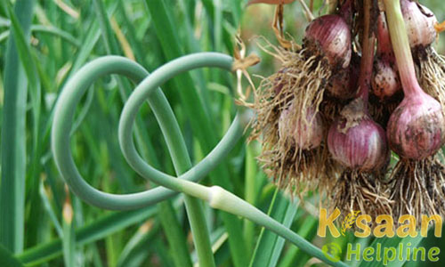 प्याज के लिए नर्सरी में पौधे कैसे तैयार करे