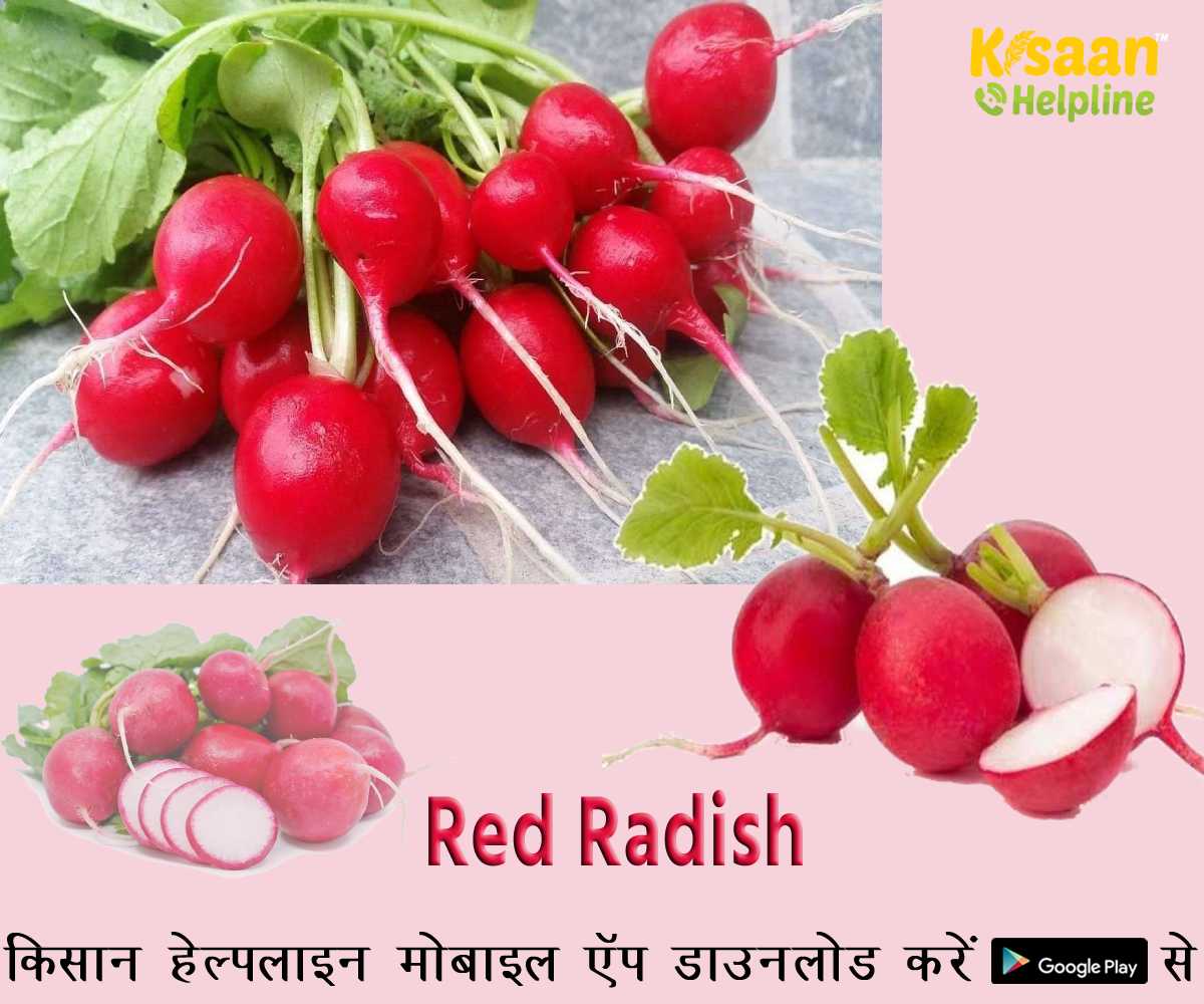 Vegetables Farming: लाल मूली की खेती से कमा सकते है अच्छा मुनाफा, तेजी से बढ़ रही है मार्किट डिमांड