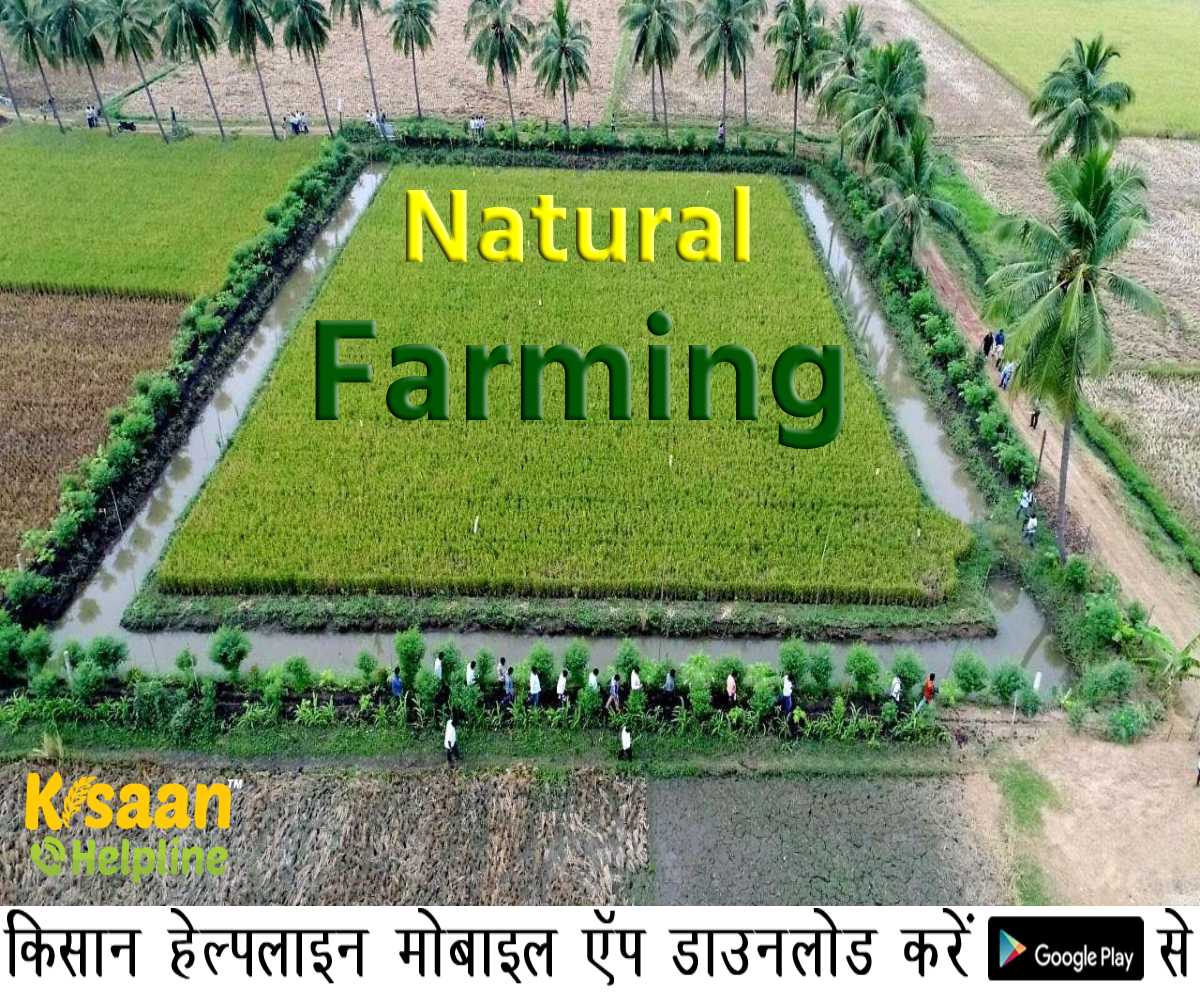 ICAR ने यूजी और पीजी पाठ्यक्रम में प्राकृतिक खेती को शामिल करने का निर्देश