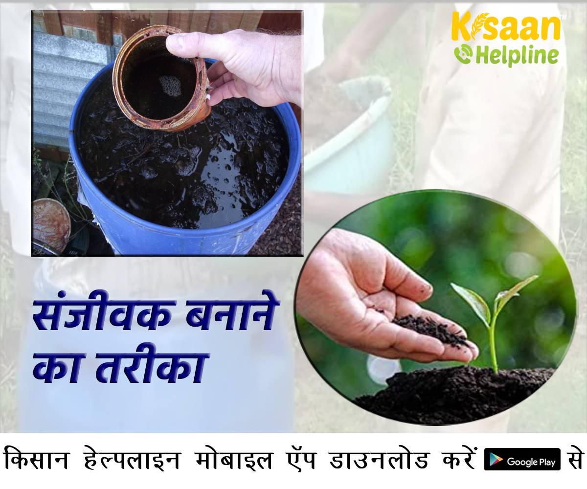 संजीवक बढ़ाये मिट्टी की उर्वरता, जानिए संजीवक बनाने का तरीका और लाभ के बारे में