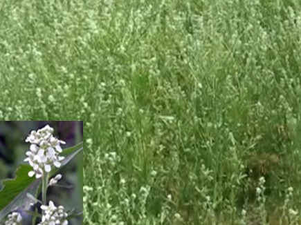 'चन्द्रसूर' औषधि फसल क्या है? कैसे दुधारू पशुओं के लिए लाभदायक