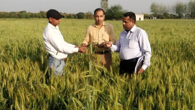 110 एकड़ गेहूं की फसल, पीले रतुए की चपेट में - जाने क्या है खबर