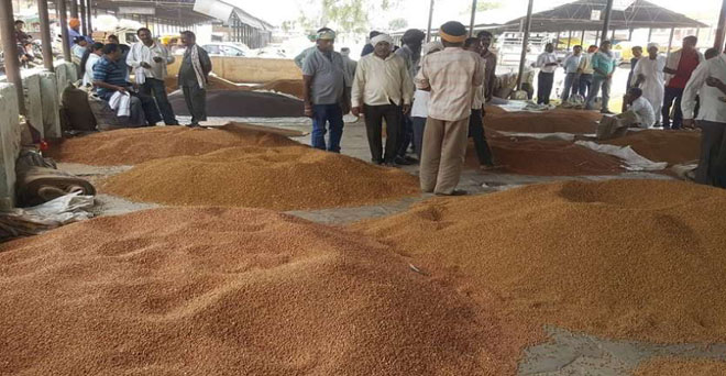 दलहन आयात ने तोड़ी किसानों की कमर