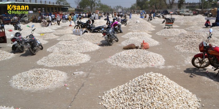 बेमौसम बारिश से गीली हुई लहसुन के नहीं मिल रहे है वाजिब भाव