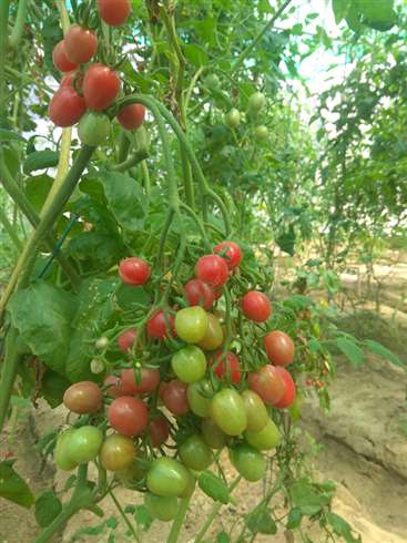 चेरी टमाटर की खेती पॉली हाउस के बाहर भी की जा सकती है, जानियें केसे