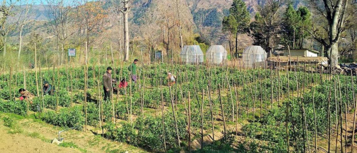 हिमाचल राज्य बनेगा जैविक कृषि राज्य 2022 तक, कृषि मंत्री बोले