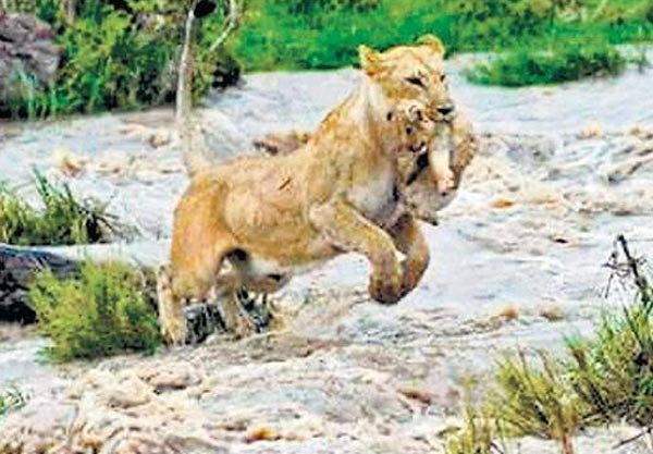 गुजरात में आई बाढ़ से 9 शेरों की मौत, 8 के शव मिले