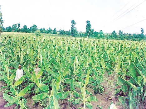 फूलों की खेती बाद अब केले के उत्पादन का हब बनेगा रीवा