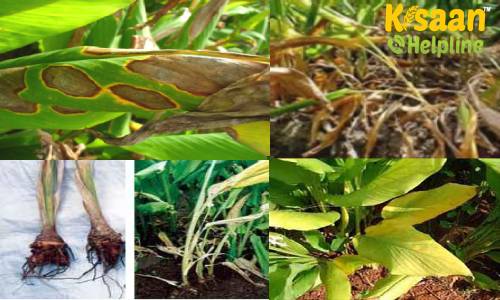 आइये जानते है हल्दी की फसल में लगने वाले हानिकारक कीट और रोगों से कैसे करें फसल की सुरक्षा