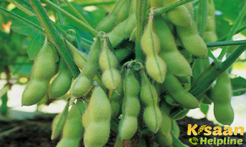 जानिए क्यों खाना चाहिए सोयाबीन की फली, और क्या है इसके फायदे