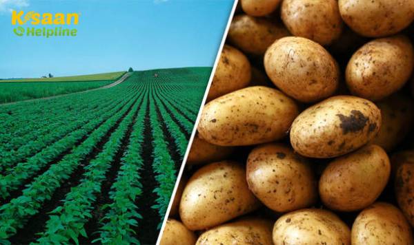 प्रमुख शहरों में आपूर्ति की कमी, मांग में वृद्धि से आलू की दुकानों में 40% तक वृद्धि होती है