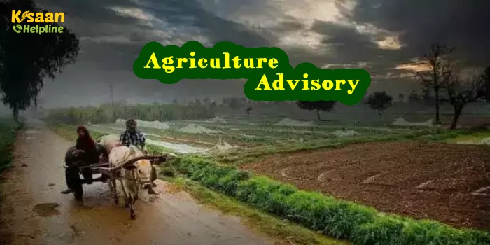 किसानों के लिए कृषि वैज्ञानिकों ने जारी की मौसम पर आधारित कृषि संबंधी एडवाइजरी