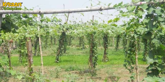 सब्जियों की उपज बढ़ाने के लिए करें मचान विधि का प्रयोग