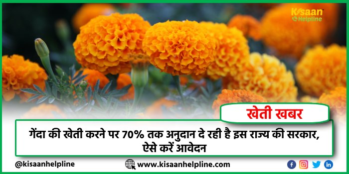 गेंदा की खेती करने पर 70% तक अनुदान दे रही है इस राज्य की सरकार, ऐसे करें आवेदन