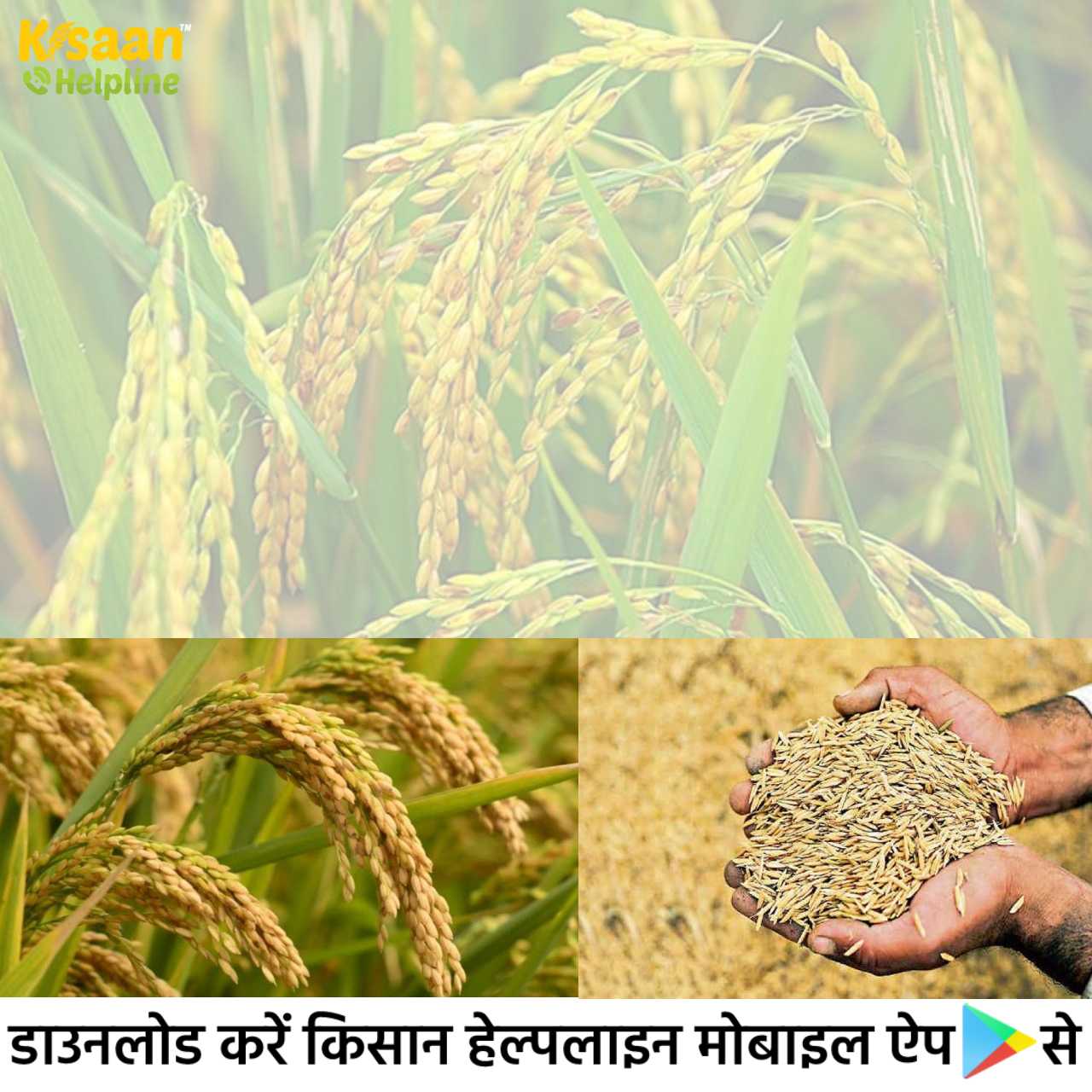 धान की खेती करने वाले किसानों को कृषि वैज्ञानिकों द्वारा विशेष सलाह