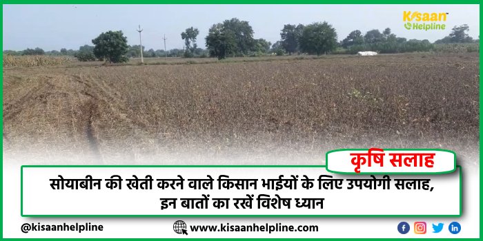 सोयाबीन की खेती करने वाले किसान भाईयों के लिए उपयोगी सलाह, इन बातों का रखें विशेष ध्यान