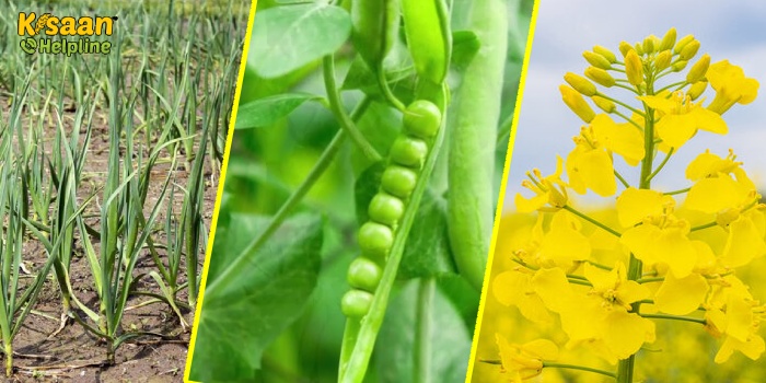 सरसों की बुवाई में ओर अधिक देरी न करें किसान, पूसा के वैज्ञानिकों जारी की महत्वपूर्ण एडवाइजरी