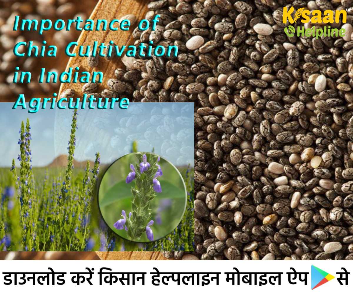 भारतीय कृषि में चिया की खेती का महत्व