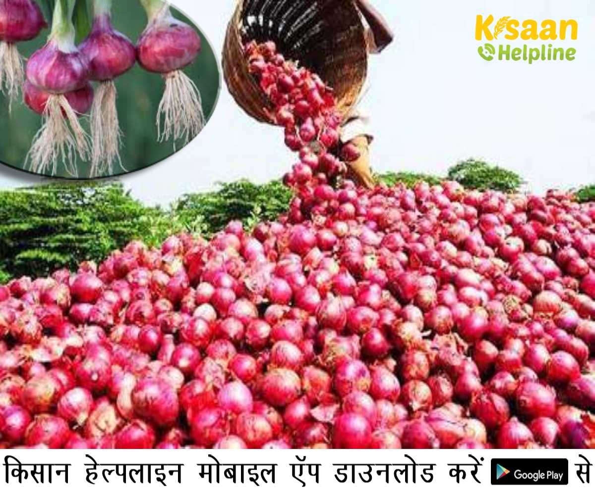 प्याज की वाणिज्यिक खेती, जानिए प्याज की उन्नत खेती, पोषण मूल्य और स्वास्थ्य लाभ के बारे में