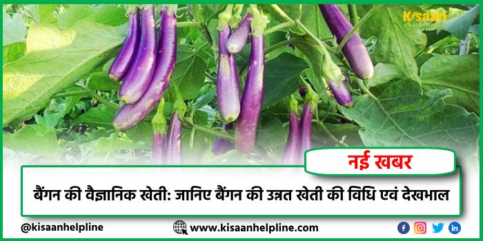 बैंगन की वैज्ञानिक खेती: जानिए ग्रीष्मकालीन बैंगन की उन्नत खेती की विधि एवं देखभाल
