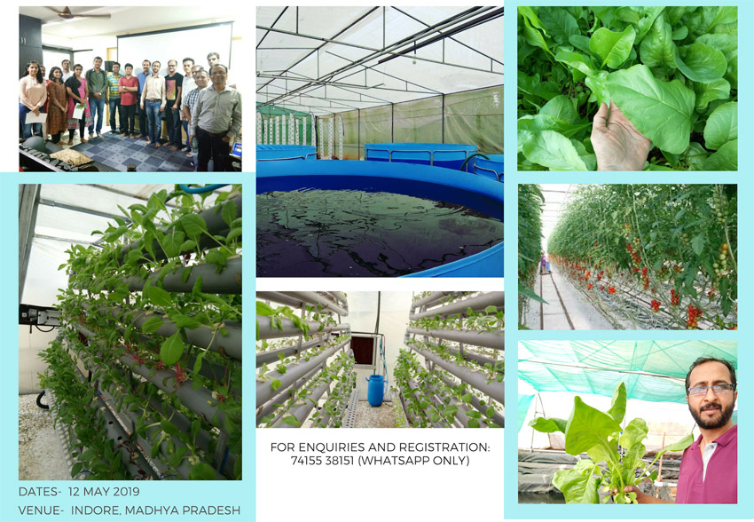सिंगापूर की नौकरी छोड़ कर, एक्वापोनिक्स और हाइड्रोपोनिक्स से खेती कर सालाना १५ लाख रूपये कमा रहे है, आप भी जाने कैसे हुआ सफलता का पहला कदम शुरु