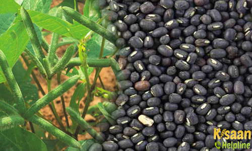 अप्रैल के महीने में उड़द की फसल बोने का सही समय, जानिए कैसे करें बुवाई