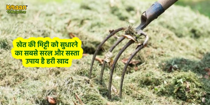 खेत की मिट्टी को सुधारने का सबसे सरल और सस्ता उपाय है हरी खाद