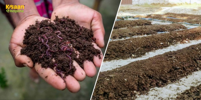 किसान भाई वर्मीकम्पोस्ट बनाकर कर सकते है अच्छी कमाई, जानिए वर्मीकम्पोस्ट बनाने की विधि