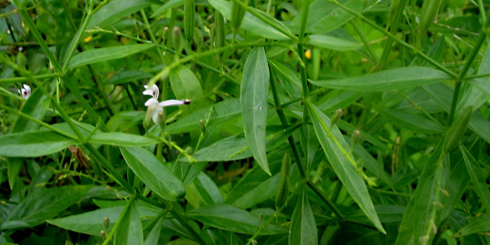 औषधी की खेती के लिए छोड़ दी सरकारी नौकरी