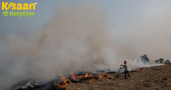 नो-बर्न कृषि: पर्यावरण को गैस उत्सर्जन से बचाने की पहल