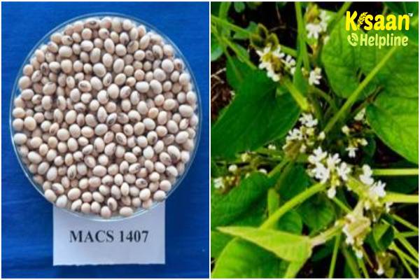 जानिए सोयाबीन की नई किस्म के बारे में,  किस समय करें बुवाई और कितना मिलेगा उत्पादन