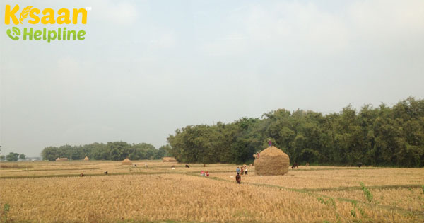 कैसे भारत कृषि क्षेत्र में एक अच्छा-विश्वसनीय व्यापार कर सकता है