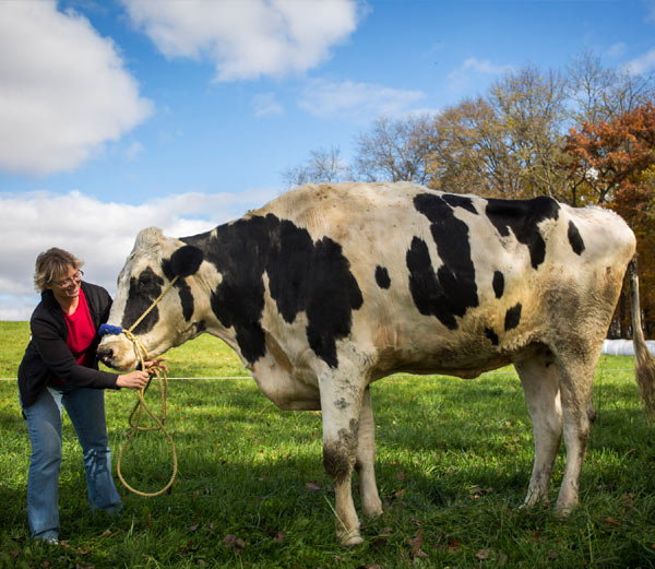 पैर में जख्म के कारण दुनिया की सबसे लंबी गाय की मौत