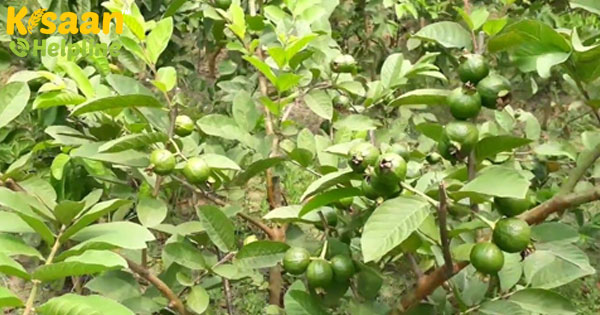 अमरूद के पौधे में कैनोपी मैनेजमेंट करने का सबसे आसान तरीका