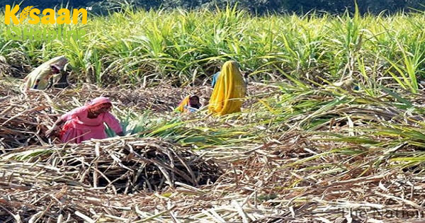 चीनी उत्पादन 2020-21 के मौसम में 12% वृद्धि करने के लिए: व्यापार निकाय